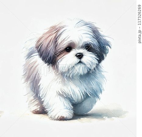 シーズー犬 シーズー犬 117326269