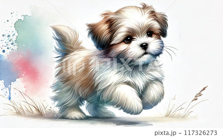 シーズー犬 シーズー犬 117326273