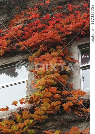 平成の思い出阪神甲子園球場紅葉 117326358