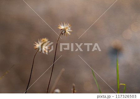 Close-up shot the dried Tridax Daisy flower 117326503