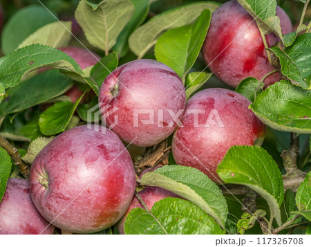 Ripe red apples ripening on the tree Ripe red apples ripening on the tree 117326708