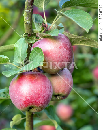 Ripe red apples ripening on the tree Ripe red apples ripening on the tree 117326710