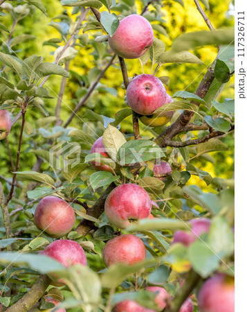Ripe red apples ripening on the tree 117326711