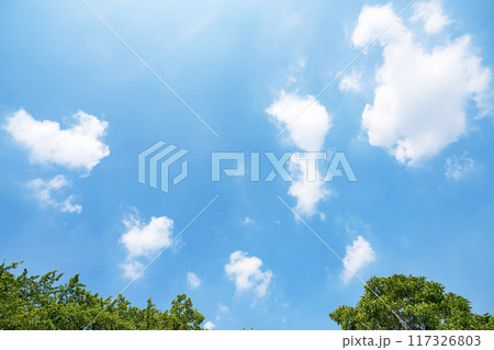 夏の雲と木立 117326803