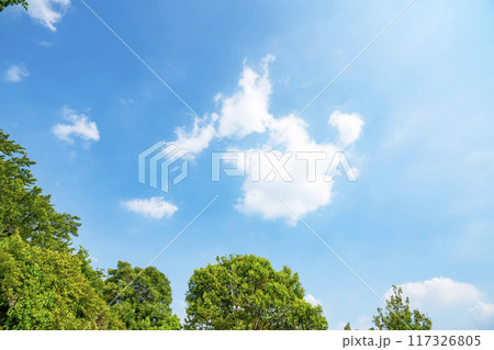 夏の雲と木立 117326805