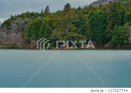 滋賀県 岩尾池の一本杉 117327754