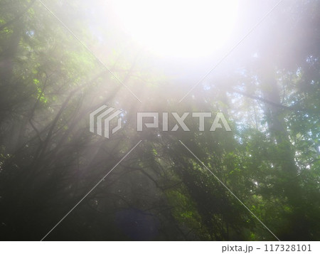 霧に包まれた森 霧に包まれた森 117328101