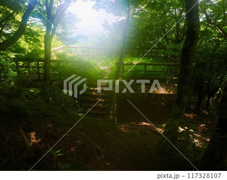 森の中の神秘的な光 117328107