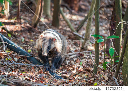 badger or Meles anakuma wild animal at mount unzen, Nagasaki badger or Meles anakuma wild animal at mount unzen, Nagasaki 117328964