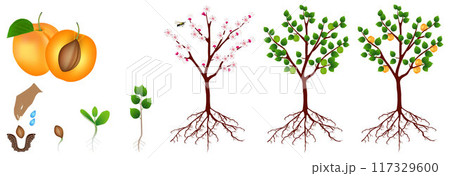 Cycle of growth of apricot plant isolated on white background. 117329600