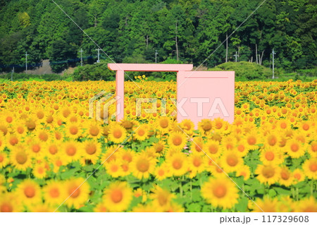 絶景の青空とひまわり<益子ひまわり祭り(栃木県)> 絶景の青空とひまわり<益子ひまわり祭り(栃木県)> 117329608
