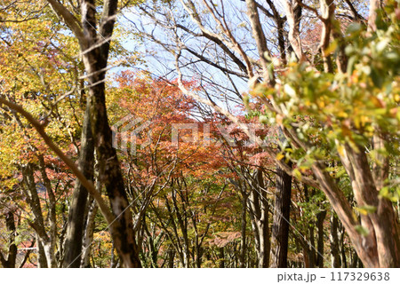 紅葉 117329638