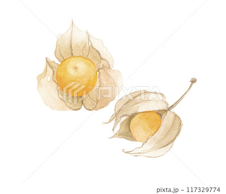 水彩で描いたゴールデンベリー　食用ほおずき 117329774