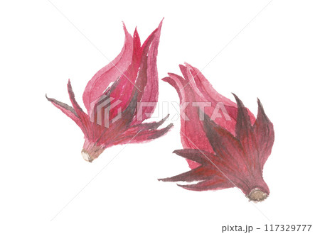 水彩で描いたローゼル 水彩で描いたローゼル 117329777