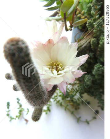 シュガーホワイト シュガーホワイト 117329965