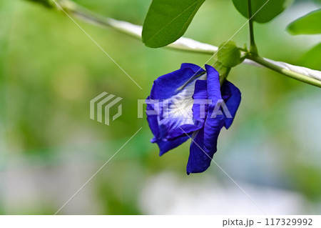 バタフライピー 117329992