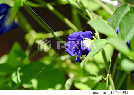 バタフライピー 117329995