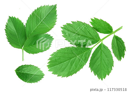 rosehip green leaves isolated on white background 117330518