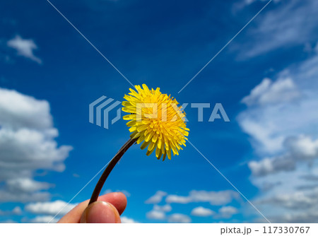 Yellow dandelion in fingers against clouds and blue sky Yellow dandelion in fingers against clouds and blue sky 117330767