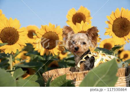 ひまわり畑とカゴに入って微笑むヨークシャテリア ひまわり畑とカゴに入って微笑むヨークシャテリア 117330864