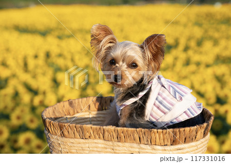 ひまわり畑とカゴに入って微笑むヨークシャテリア 117331016