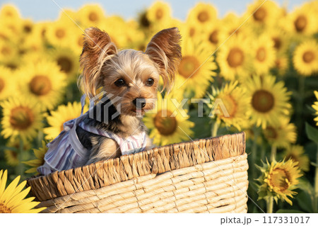 ひまわり畑とカゴに入って微笑むヨークシャテリア 117331017