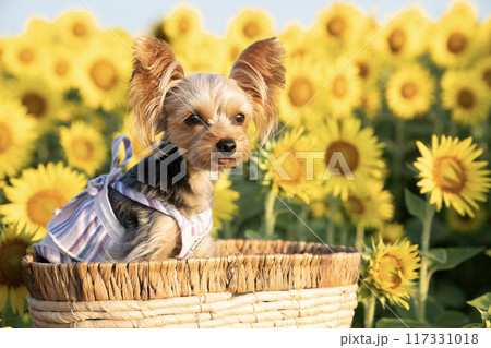 ひまわり畑とカゴに入って微笑むヨークシャテリア ひまわり畑とカゴに入って微笑むヨークシャテリア 117331018