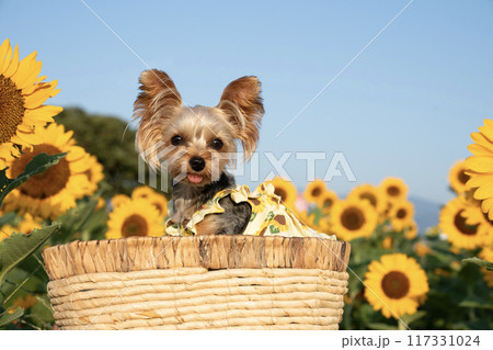 ひまわり畑とカゴに入って微笑むヨークシャテリア 117331024