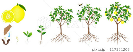 A growth cycle of a lemon plant is isolated on a white background. A growth cycle of a lemon plant is isolated on a white background. 117331205