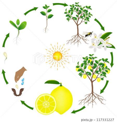 Life cycle of a lemon tree on a white background. 117331227