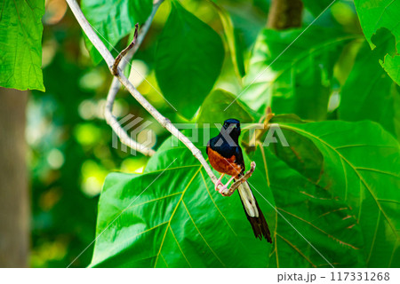 Beautiful male white-rumped shama (Copsychus malabaricus) bird perching on a branch of a teak tree. 117331268