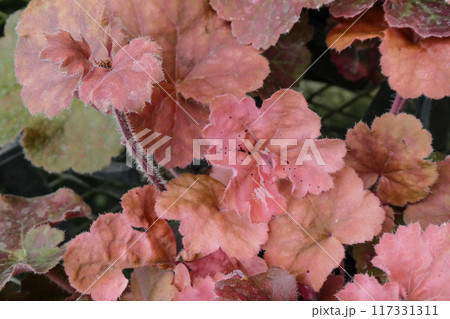 観葉植物で人気のヒユーケラノーザンエクスポジャー 117331311