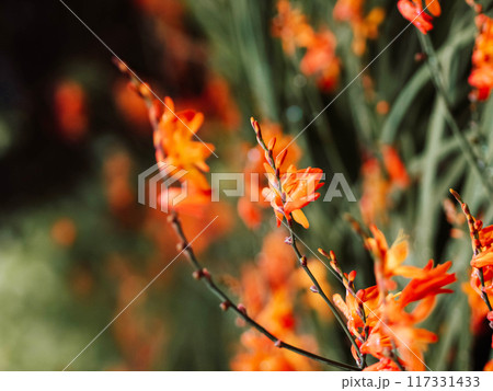 Crocosmia (montbretia) orange in garden after rain 117331433
