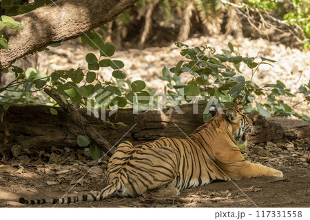 back profile and stripe pattern of wild female bengal tiger or tigress or panthera tigris full length sitting in hunt position ranthambore national park forest reserve sawai madhopur rajasthan india back profile and stripe pattern of wild female bengal tiger or tigress or panthera tigris full length sitting in hunt position ranthambore national park forest reserve sawai madhopur rajasthan india 117331558