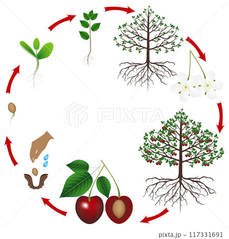 Life cycle of a cherry tree on a white background. 117331691