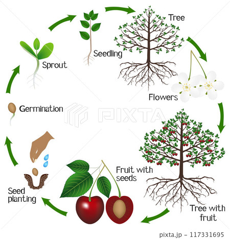 Cycle of growth of a cherry tree on a white background. 117331695