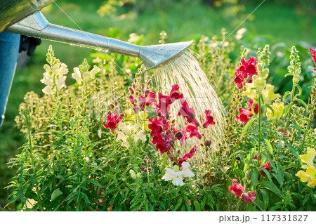 Close-up of watering can in hands watering Antirrhinum flowers in summer garden 117331827