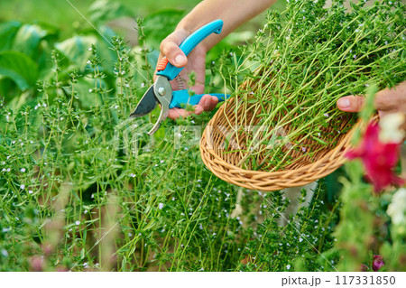 Close up of hands with garden shears cutting spicy savory herb crop Close up of hands with garden shears cutting spicy savory herb crop 117331850
