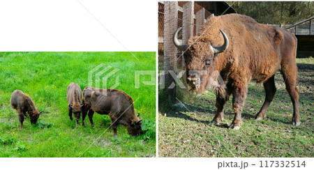 A male, female and cubs of European bison in a reserve in Moldova. Free space for text. Wide photo. Collage. 117332514