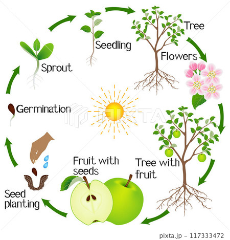 Apple tree life cycle isolated on white background. Apple tree life cycle isolated on white background. 117333472