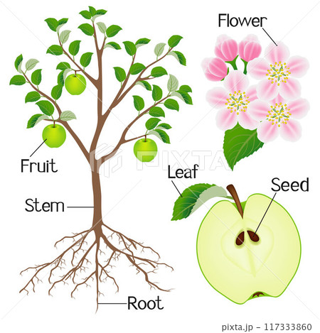 Plant structure of apple tree isolated on white background. 117333860