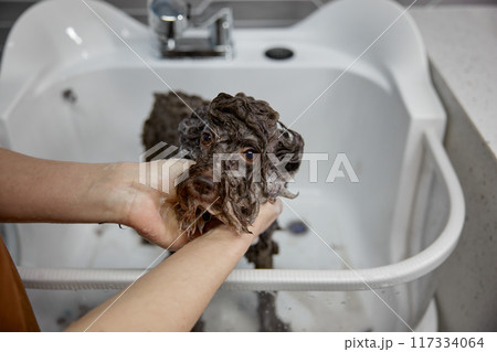 Closeup view on cute fluffy dog getting hygiene shower at pet salon Closeup view on cute fluffy dog getting hygiene shower at pet salon 117334064