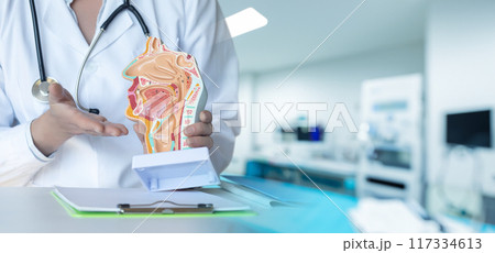 Education in the anatomy of ENT organs. 117334613