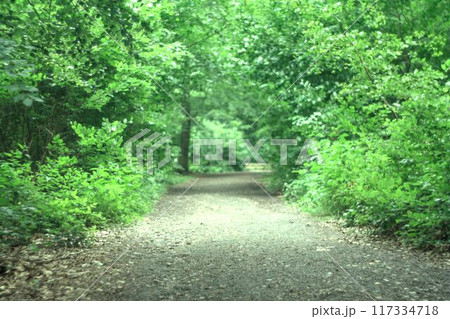 way in the green forest 117334718