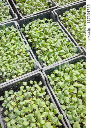 Organic vegetable seedlings in containers, selective focus. 117334726
