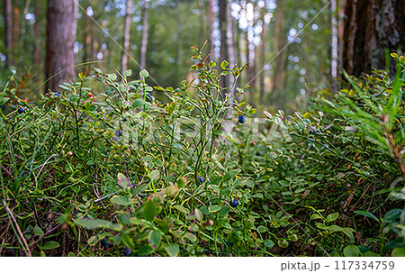 blueberries in the forest  ( such as in song of Beatles  "blueberry hills forever)" 117334759