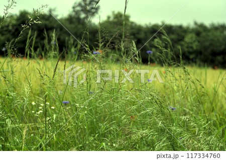 grass with dew 117334760