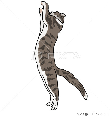 虎猫 117335005