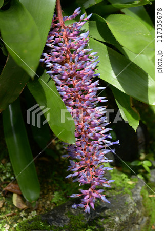 エクメア・フェンドレリ エクメア・フェンドレリ 117335678