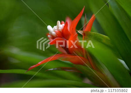 グズマニア・マグニフィカ 117335802